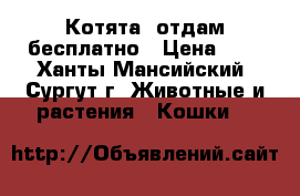 Котята  отдам бесплатно › Цена ­ 1 - Ханты-Мансийский, Сургут г. Животные и растения » Кошки   